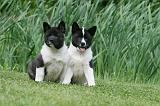 AKITA AMERICAIN 497